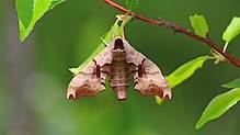2020 05 28_pcb_7551_modifié-1.jpg